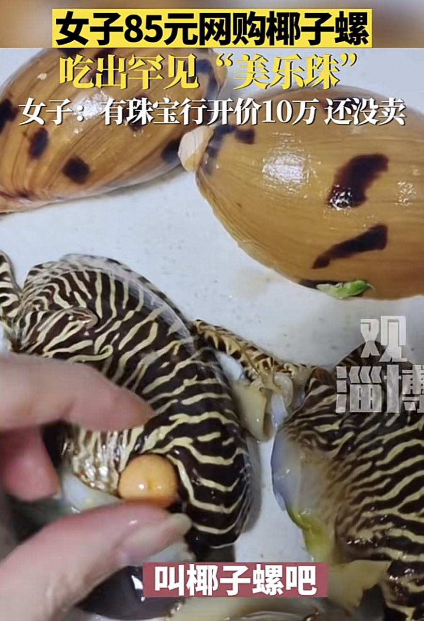 女子85元网购椰子螺吃出罕见"美乐珠"