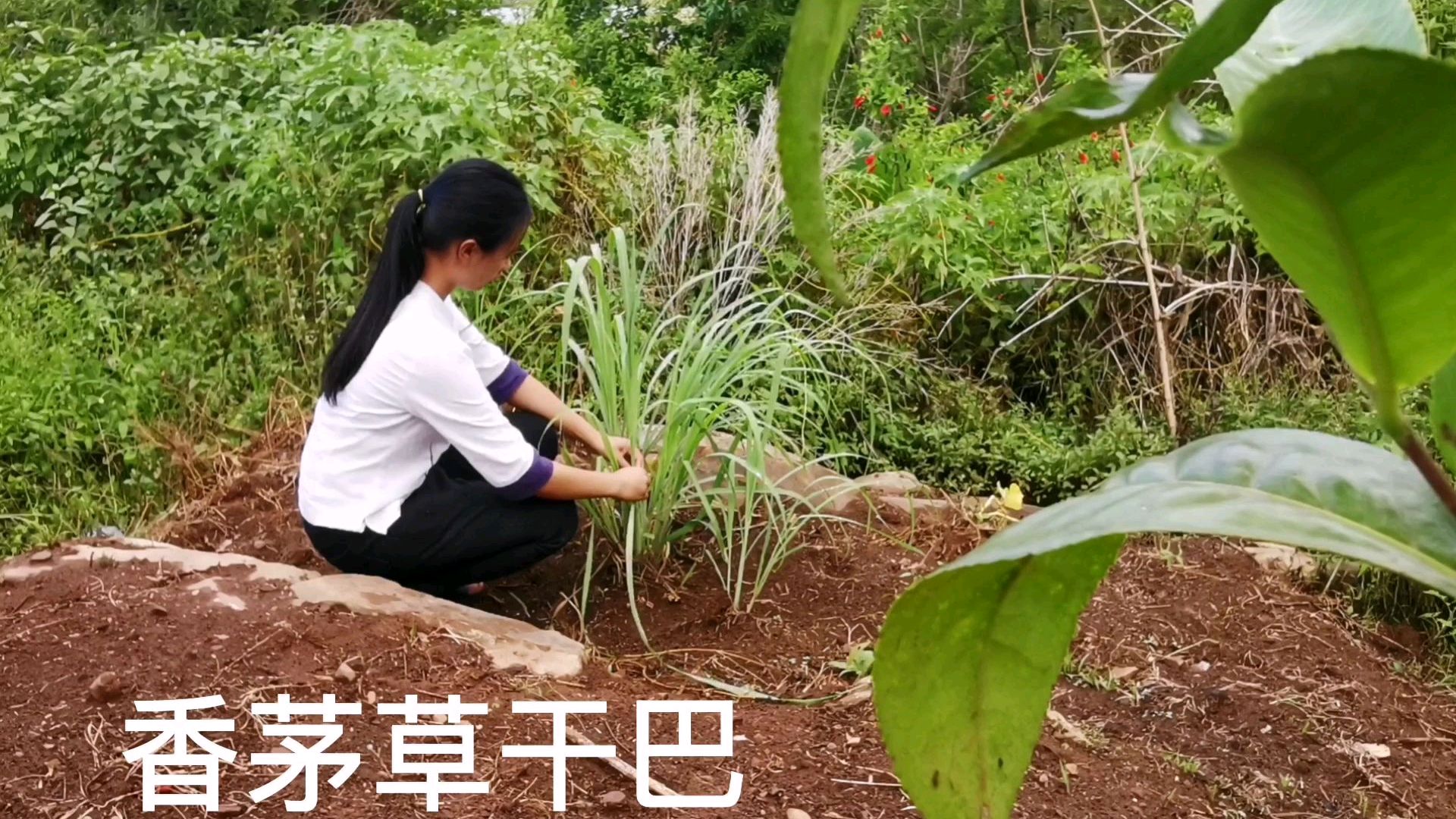 云南特色小零食——香茅草牛肉干巴
