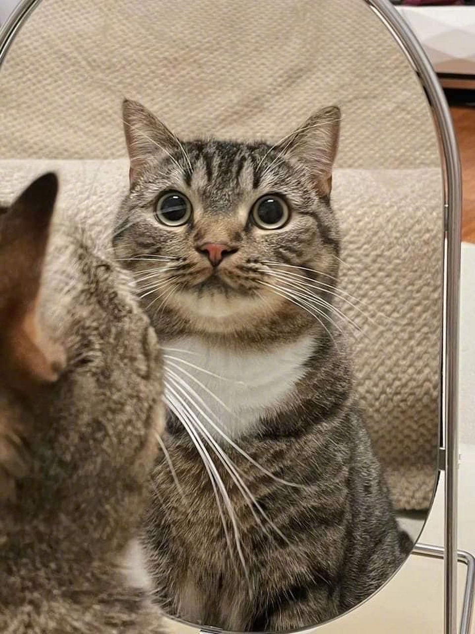 原来猫咪也臭美,照镜子时就是表情管理大师[滑稽]