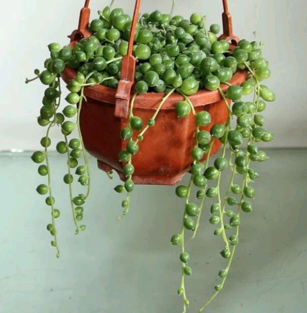 多肉佛珠,养成瀑布状才美,该怎样养护?