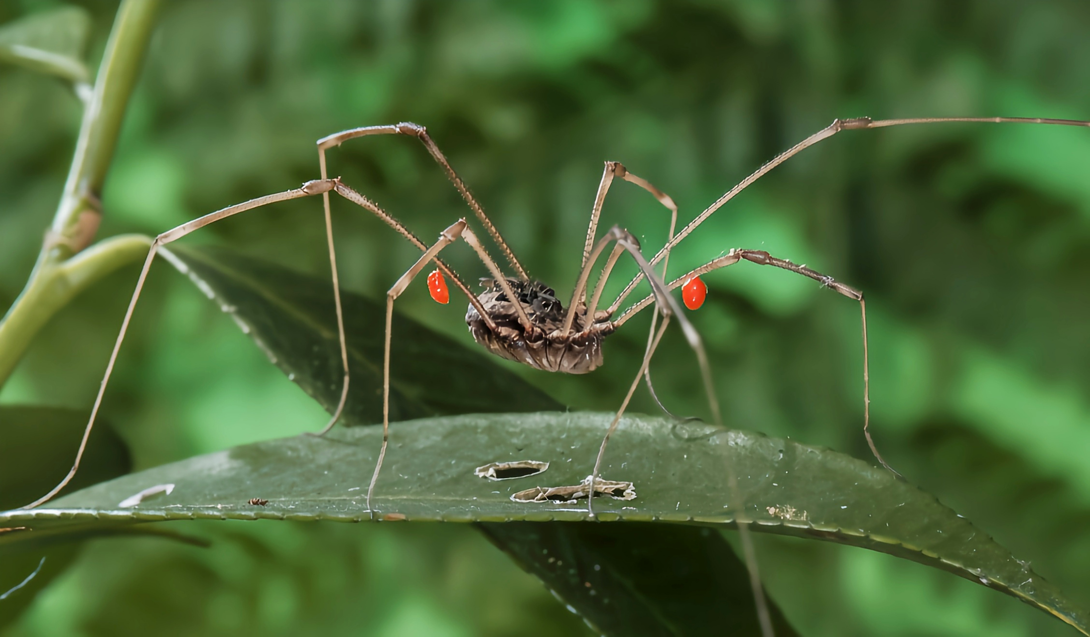 每天认识一种动物——盲蛛 盲蛛又名长脚蜘蛛,是蛛形纲,盲蜘蛛目动物