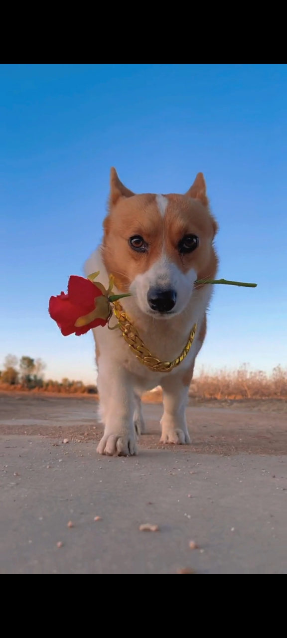 我们村上最帅的狗,他迈着六亲不认的步伐,朝我走过来了#萌宠# #宠物