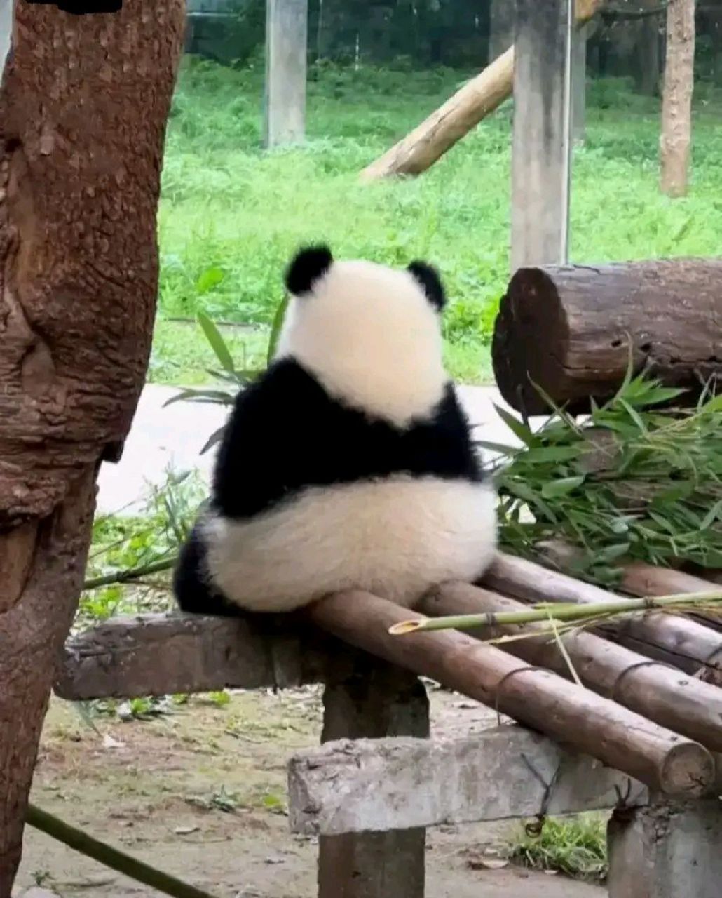 可爱的糯米团子,小时候的熊猫宝宝就像小朋友一样,这谁能不喜欢#大