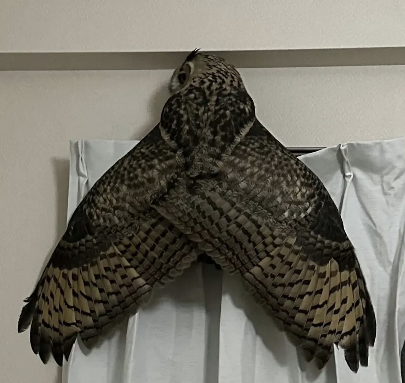 还以为是一只巨型飞蛾,差点被吓死!