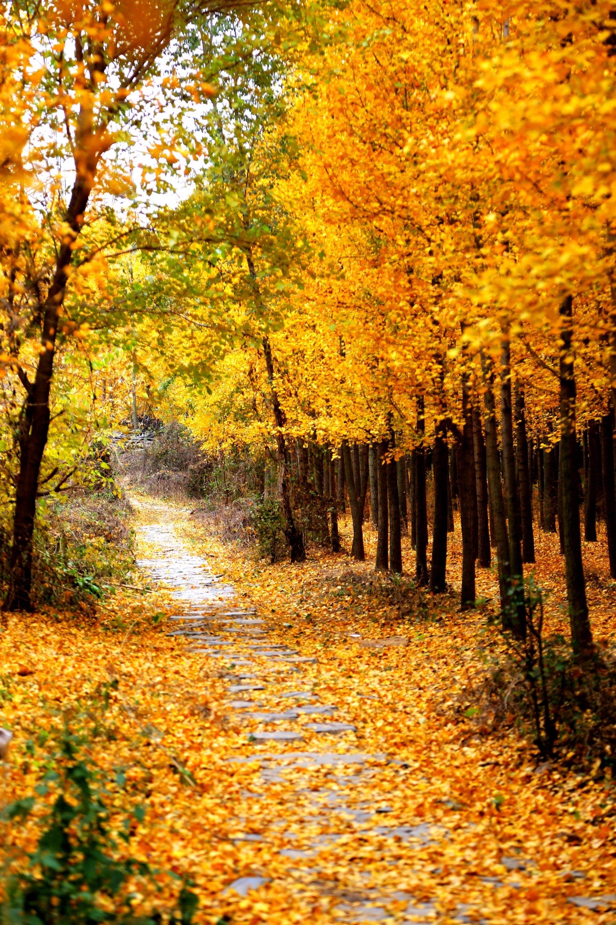 秋天,是一个美丽而温柔的季节,金黄的落叶铺满了大地,让人不禁陷入