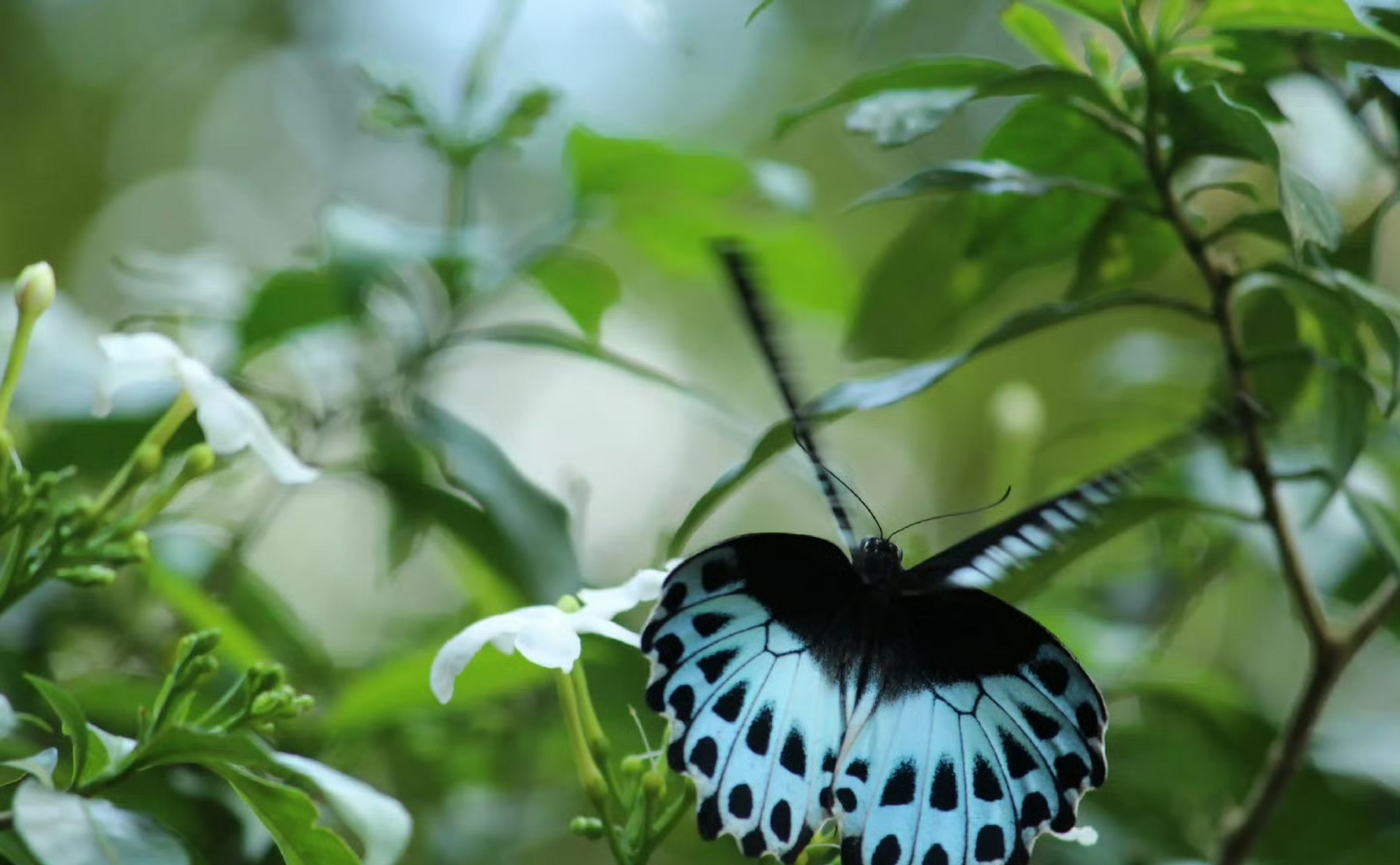 蓝裙美凤蝶(papilio polymnestor)是一种华丽的热带鸟翼科昆虫,身体