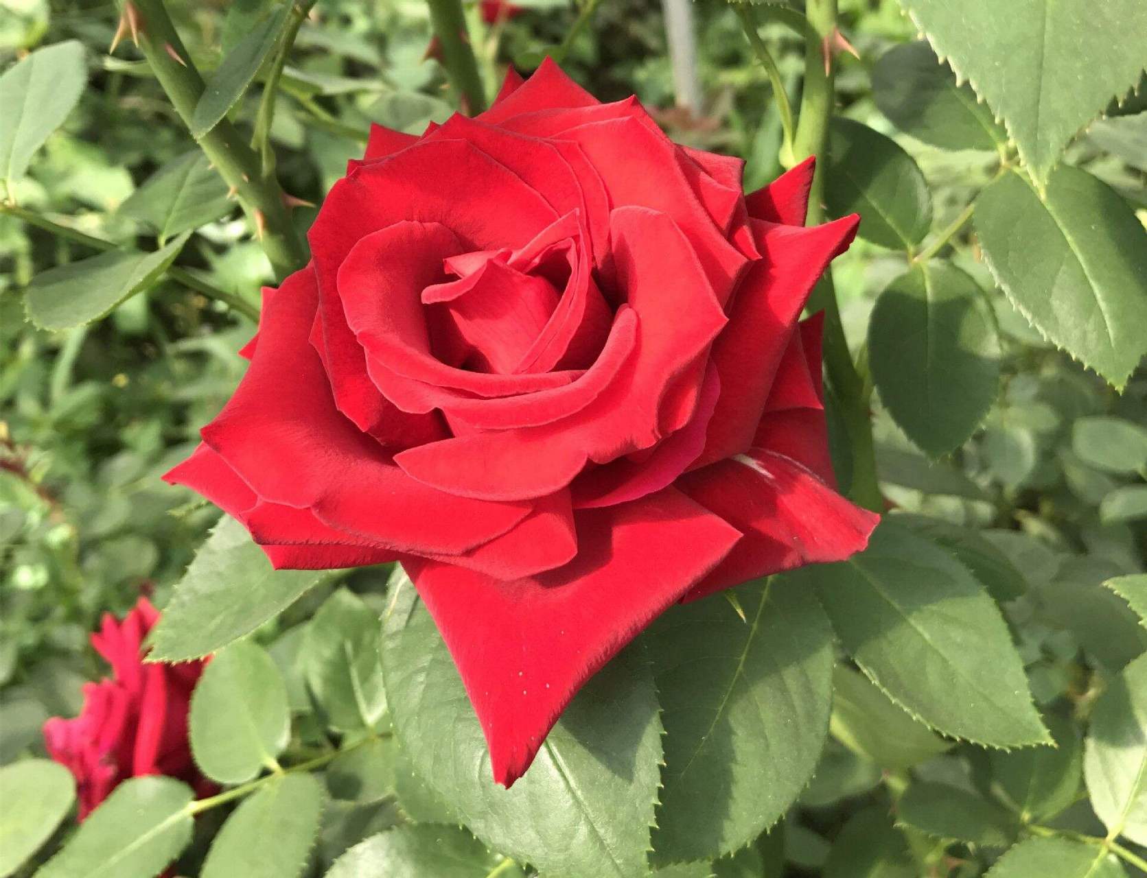 月季花—卡罗拉.