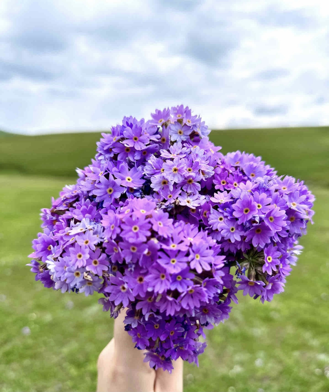 最美的紫色花图片图片