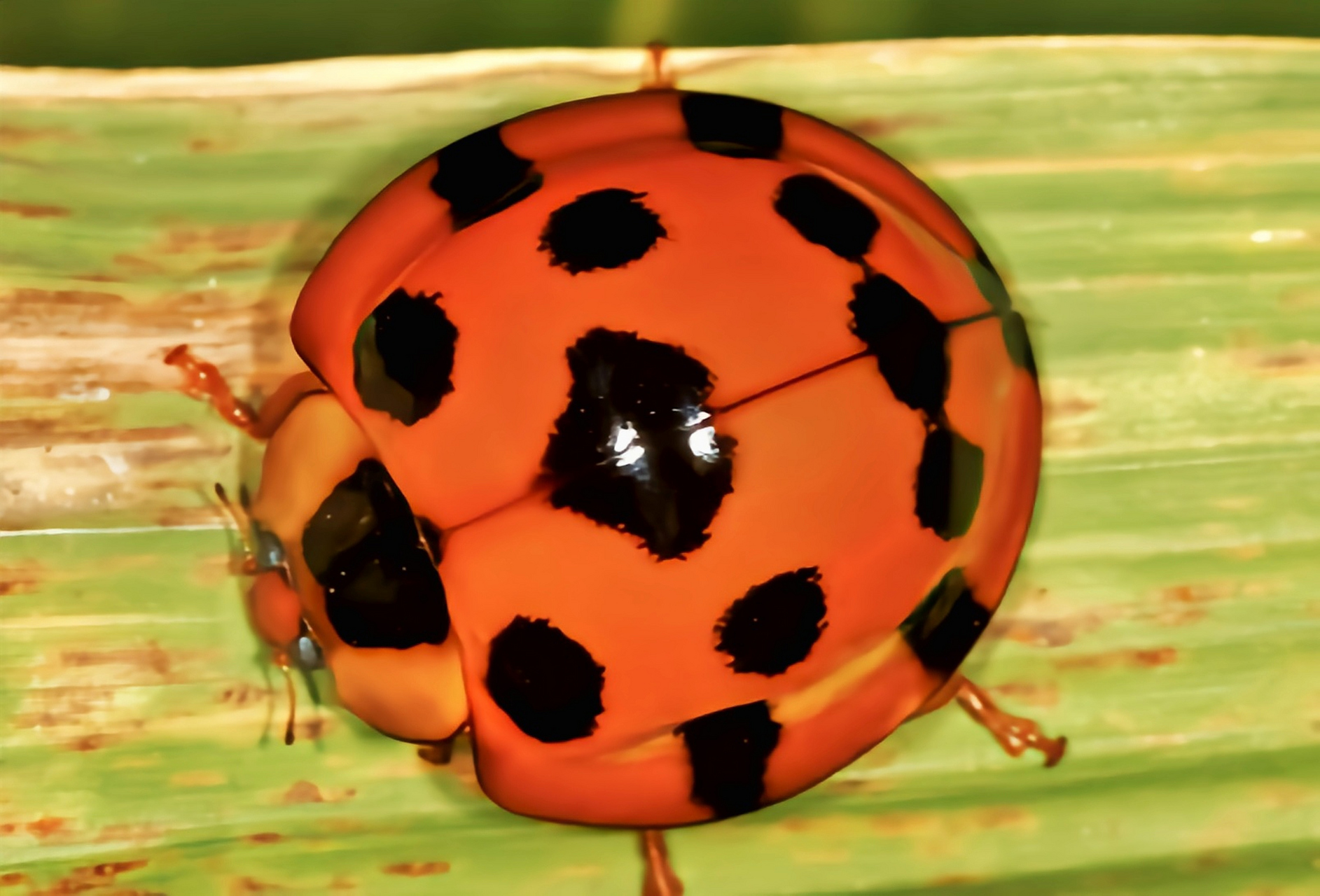 它是瓢虫科最大的品种之一,比一般瓢虫大两倍多,成虫体长可达1-1.