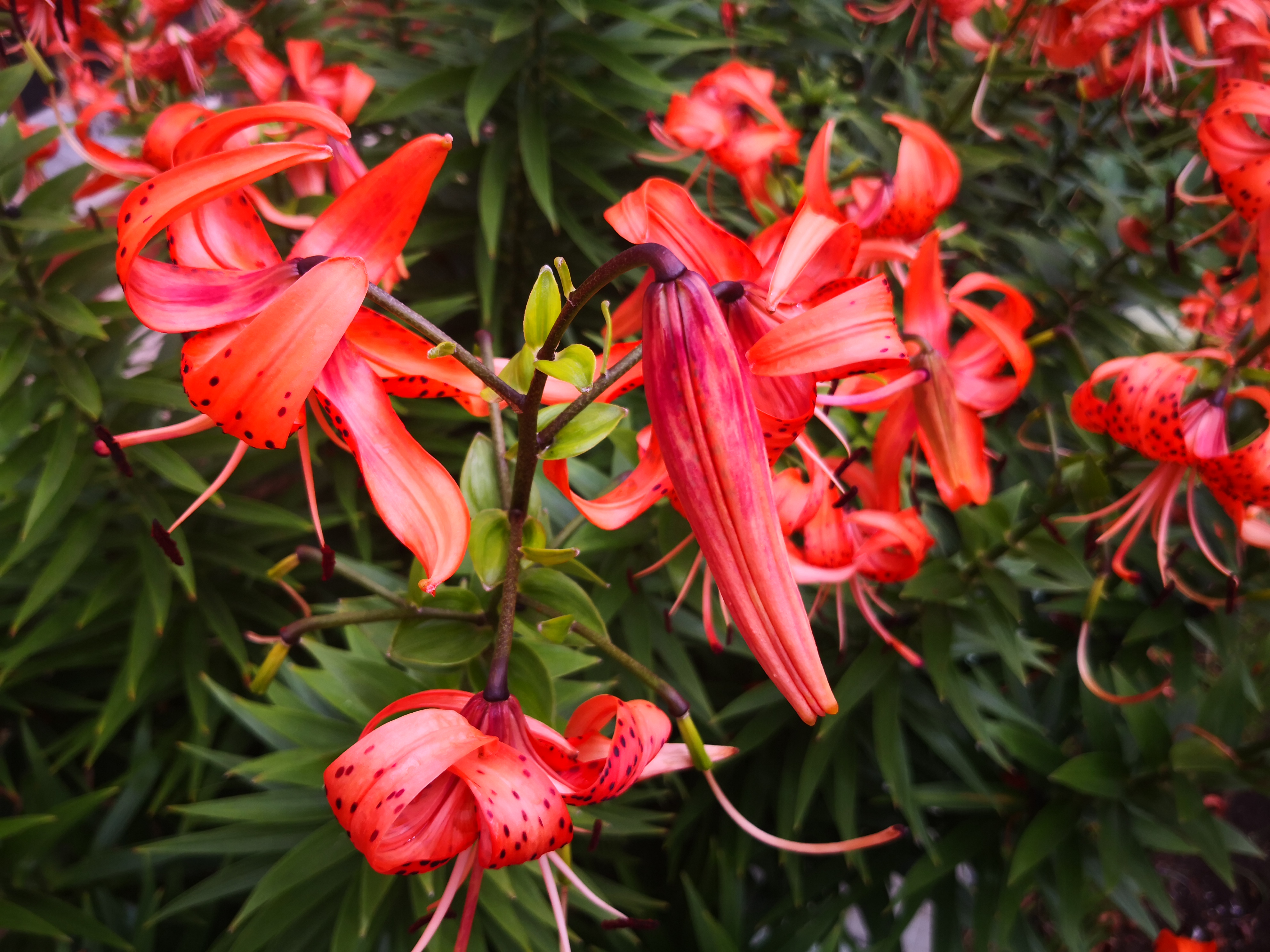 "百合之冠"卷丹百合,风情万种,热烈霸气中带着野性