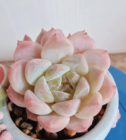 了解更多,多肉养护知识~冰魄多肉是一种非常受欢迎的多肉植物,其美丽