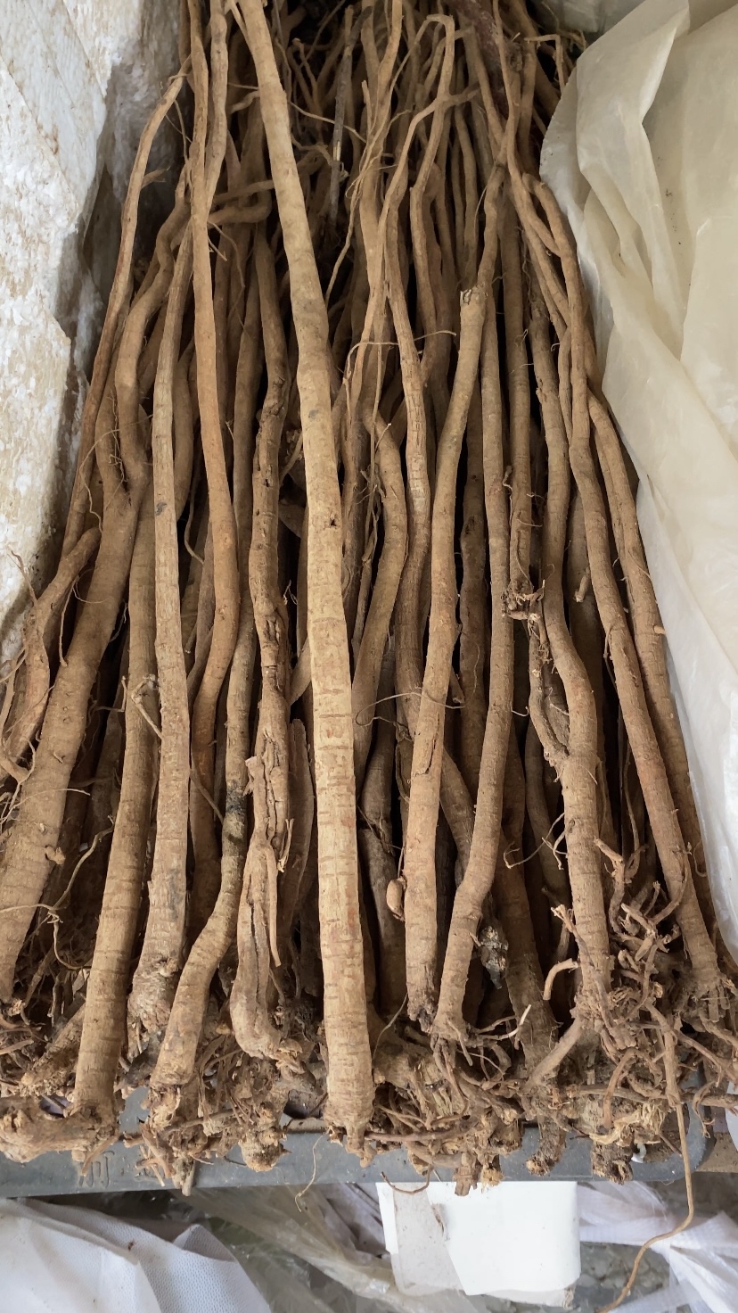 它是豆科千斤拔属的亚灌木,我们主要采收它的根部晒干保存,可以用来煮