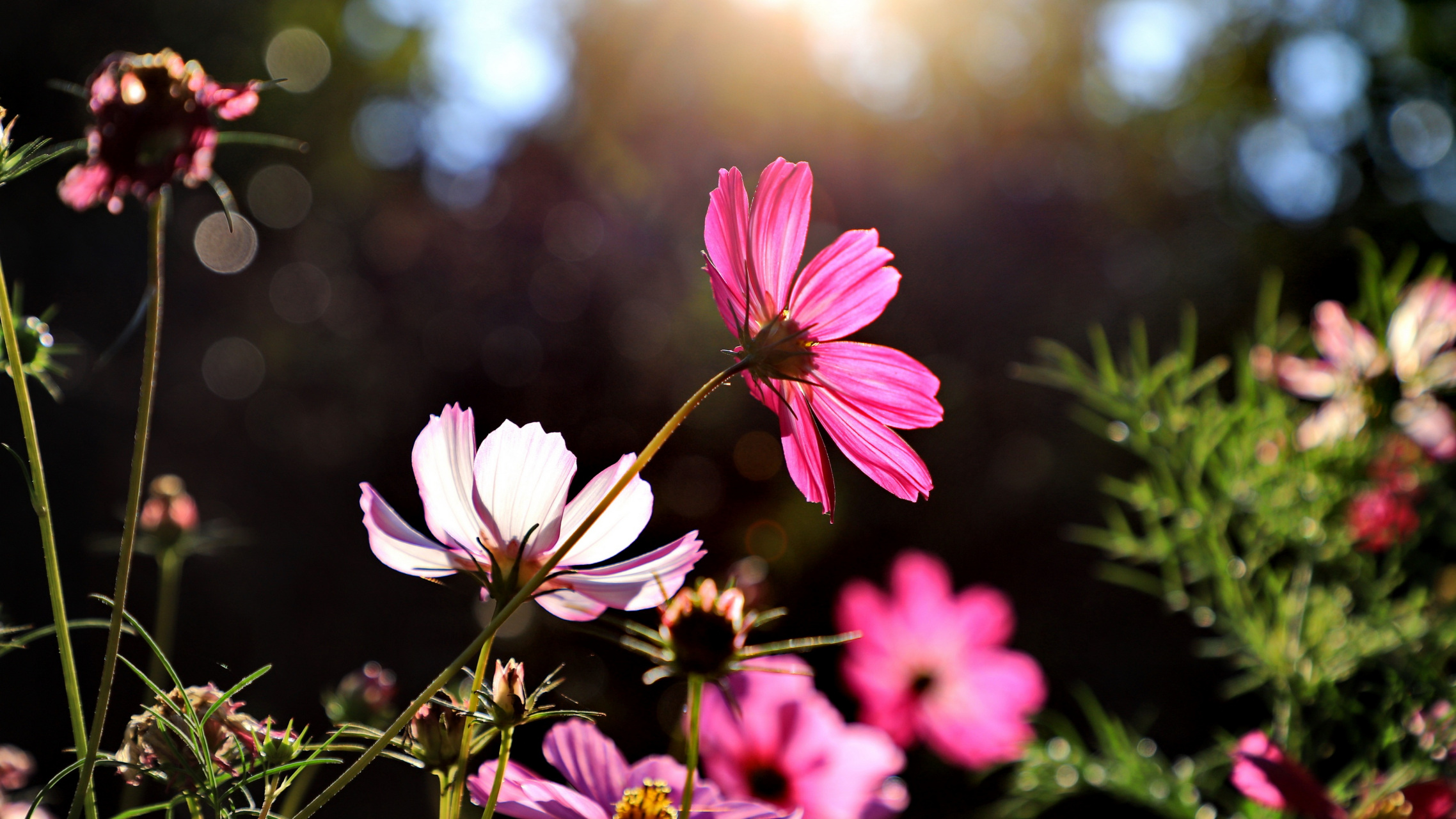 秋天风景# 格桑花,又名格桑梅朵,意思是美好时光里幸福的花