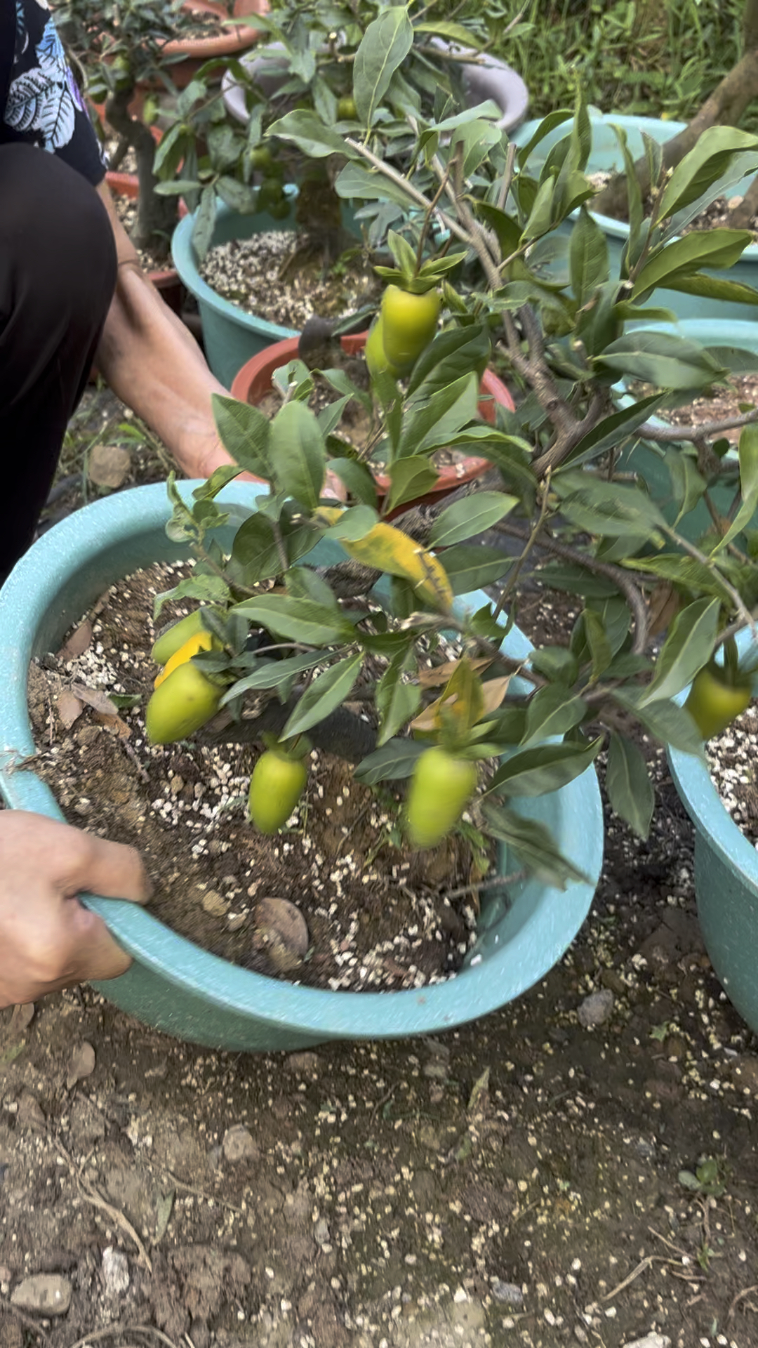 金弹子大红花生果