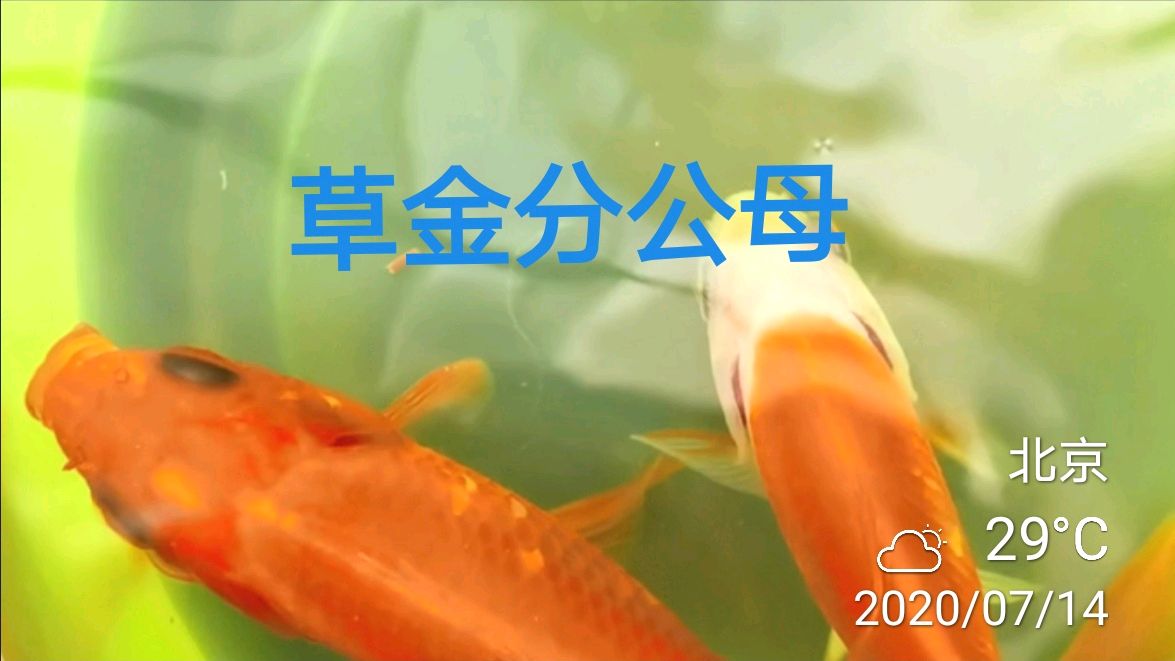 又有网友问我草金怎么分公母,今天天气好,来一个白星分公母