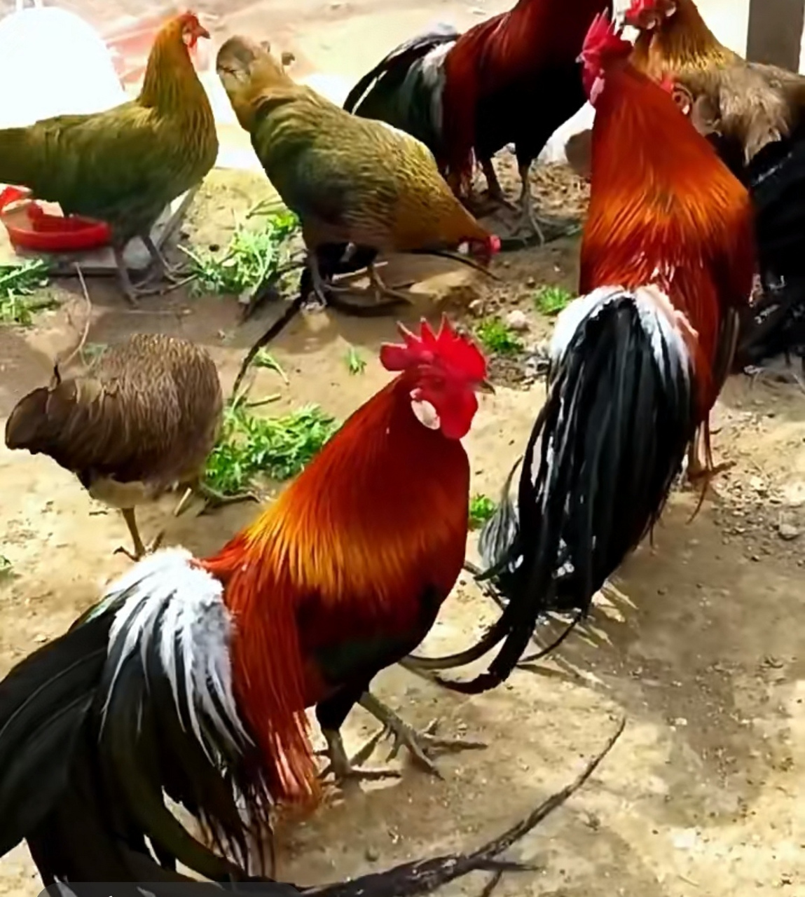 长尾鸡(来自网络)