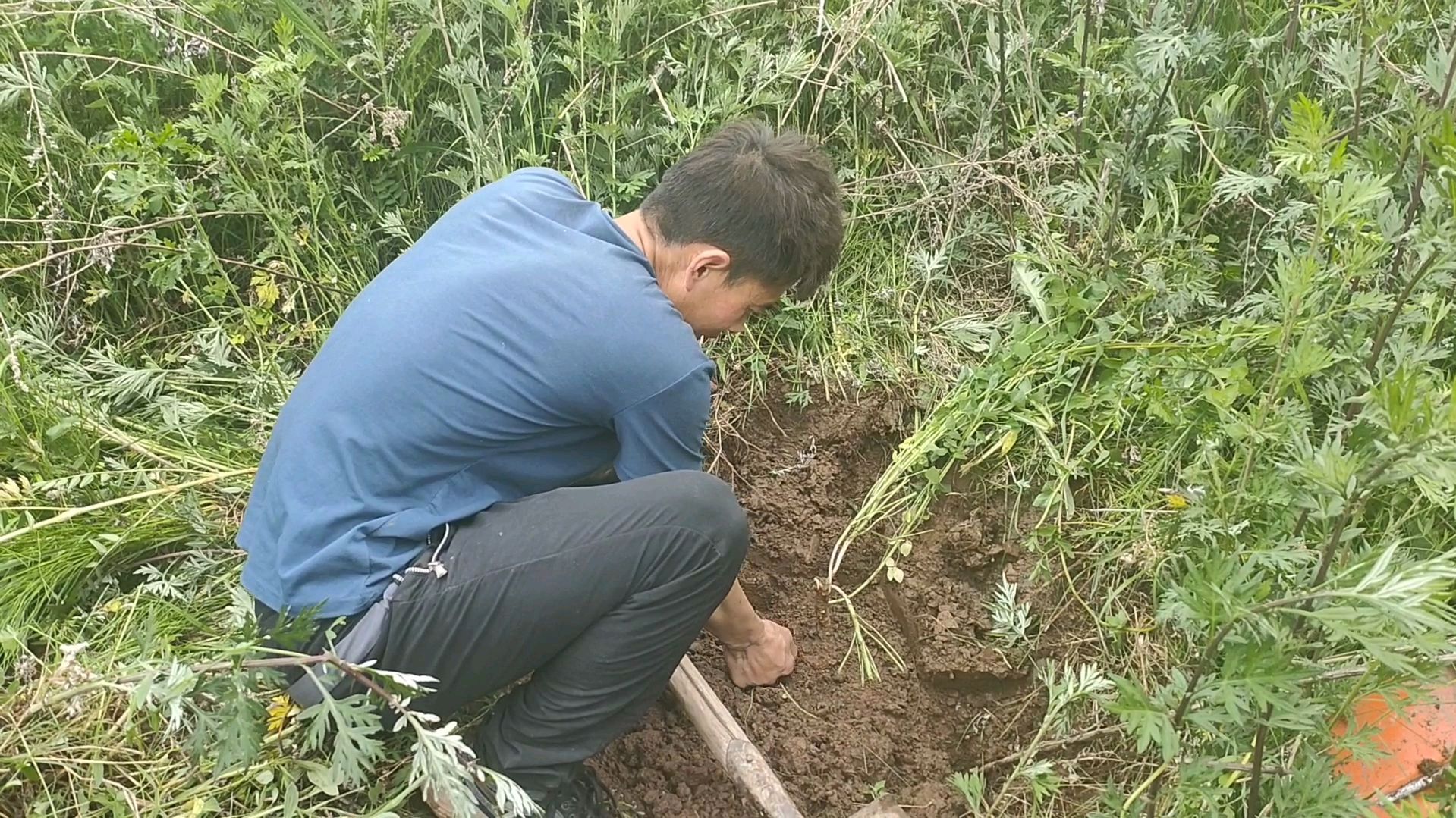 风景很美还能挖到四五年生的野生党参