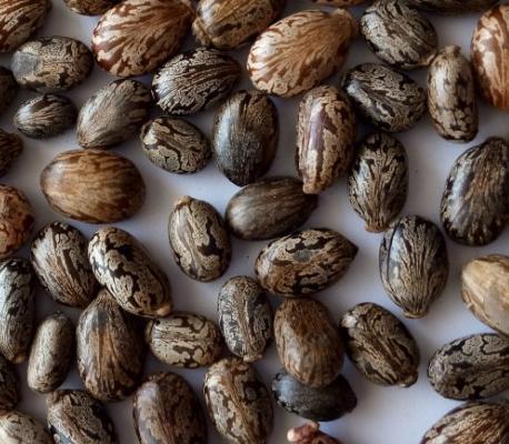 蓖麻的名称,传播历史和利用价值