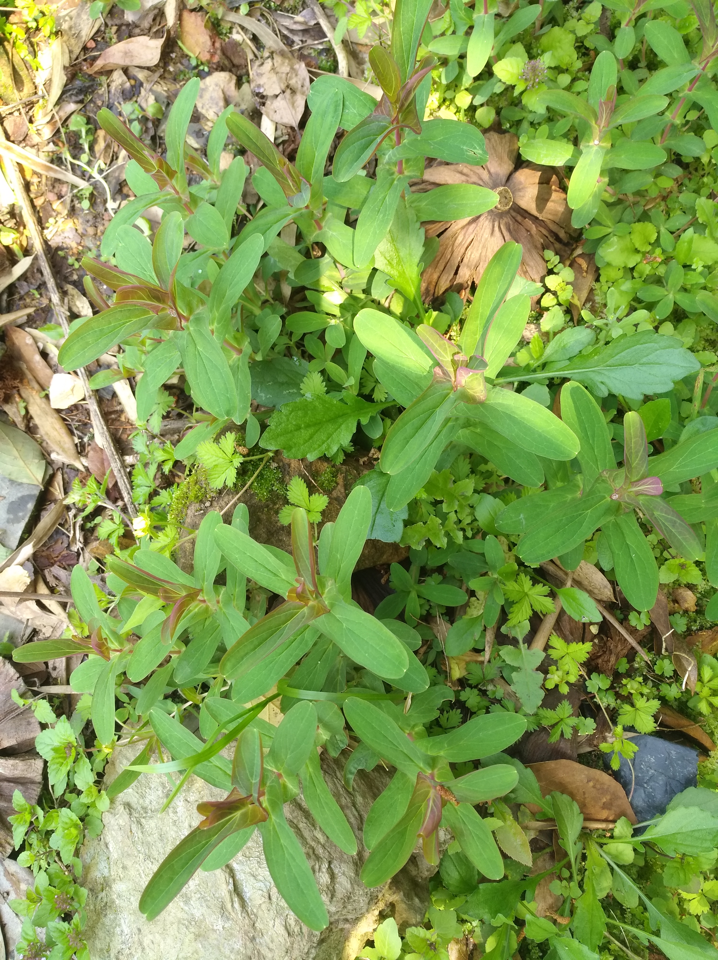 野生元宝草,因其叶子像古代的钱币,有药用价值植物