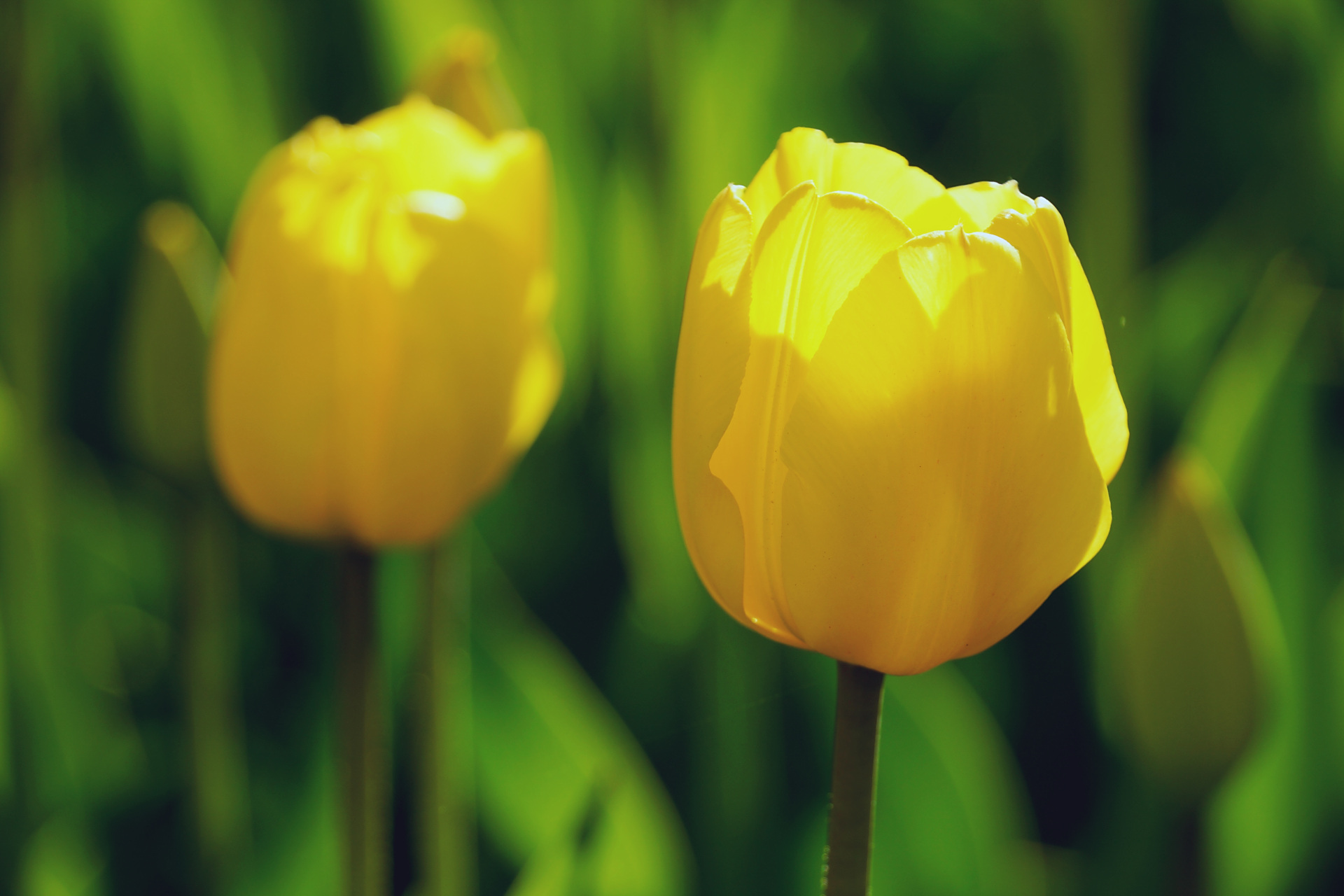 九月动态激励计划# 郁金香——最佳黄  最佳黄单瓣花,花色鲜明,有黄