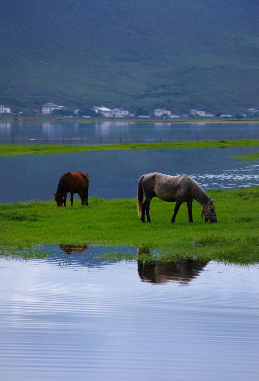 温柔了你的夏日时光～ 香格里拉纳帕海,好美啊!仙境一般!