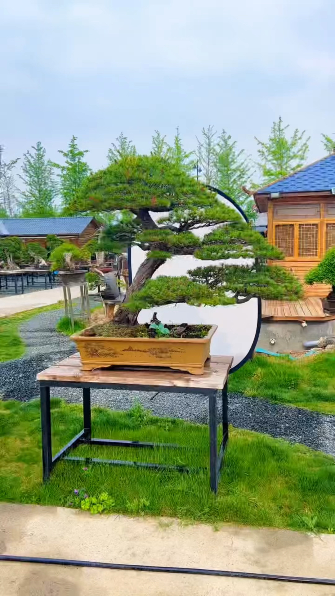 分享精品盆景适合庭院摆放喜欢的关注一下吧-度小视