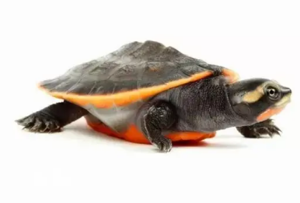 圆澳龟能长多大?