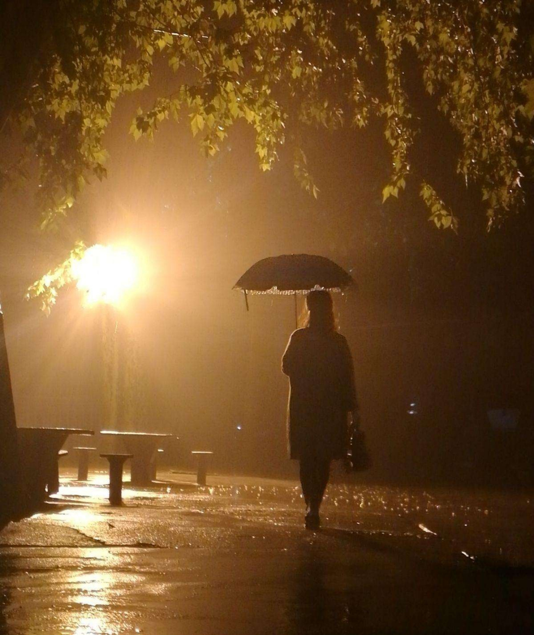 雨是夜里下的,凌晨雨止,夜里下的雨如同远客,悄没