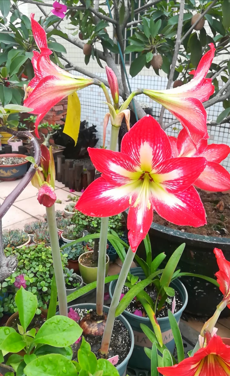 朱顶红四川女王逐渐绽放中 四川女王是土朱中非常出色的,群开一完很