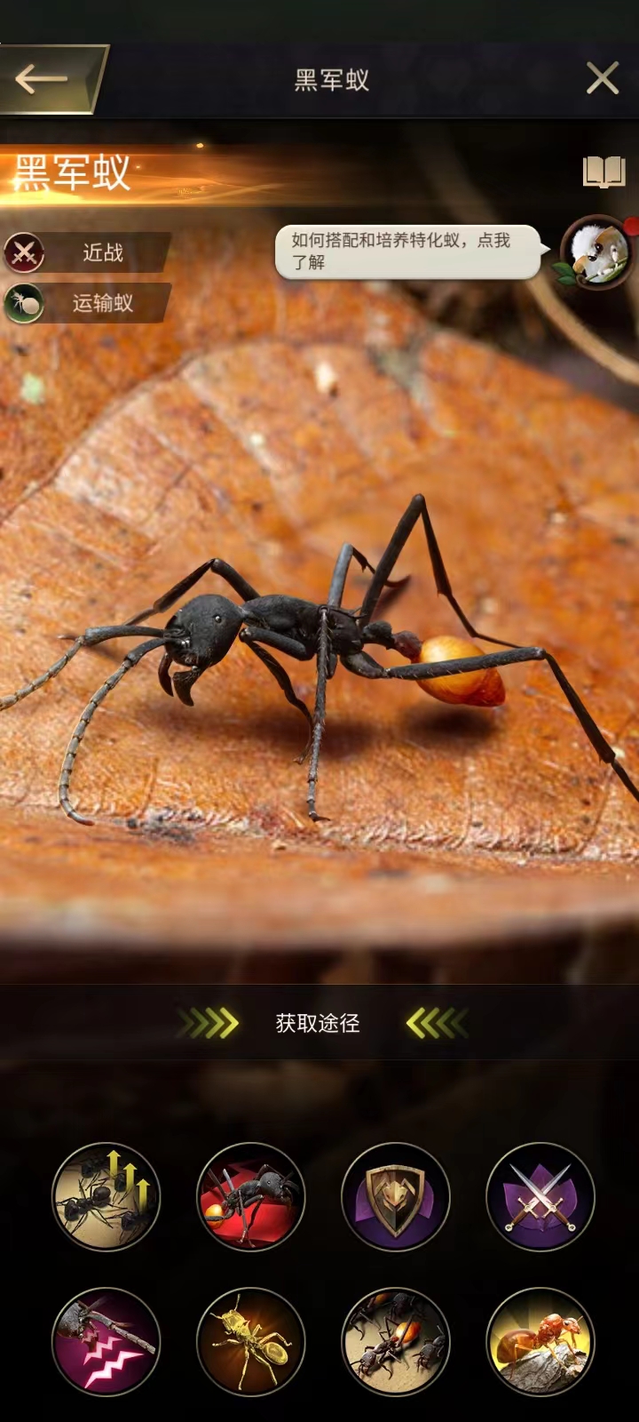 小小蚁国:十大最强橙色特化蚁,你拥有那几个?