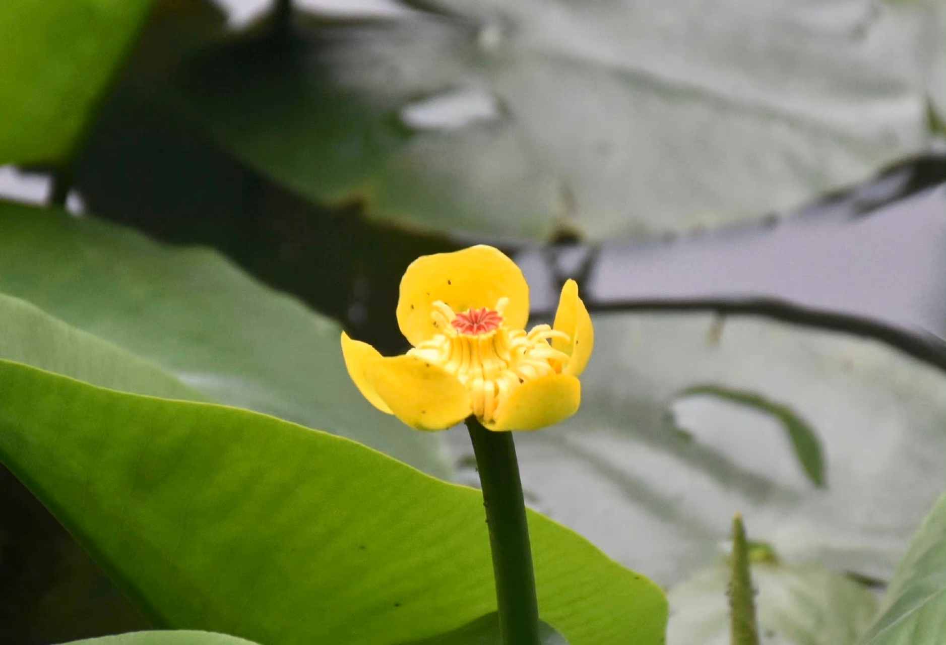 萍蓬草花照片图片