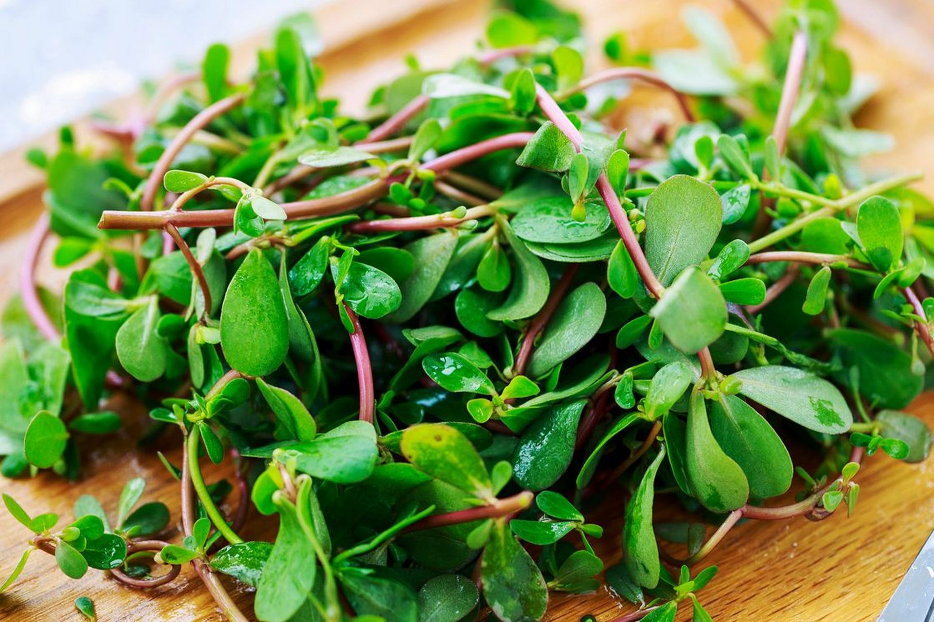 马齿苋的营养价值非常高,含有丰富的蛋白质,维生素c,钙,铁等多种营养