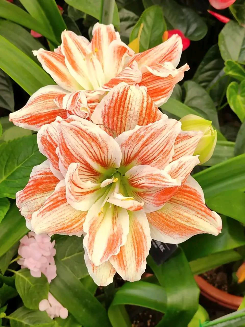 人见人爱的黛丝朱顶红,一根花杆上开一对花或者两对花,所以又叫"对红"