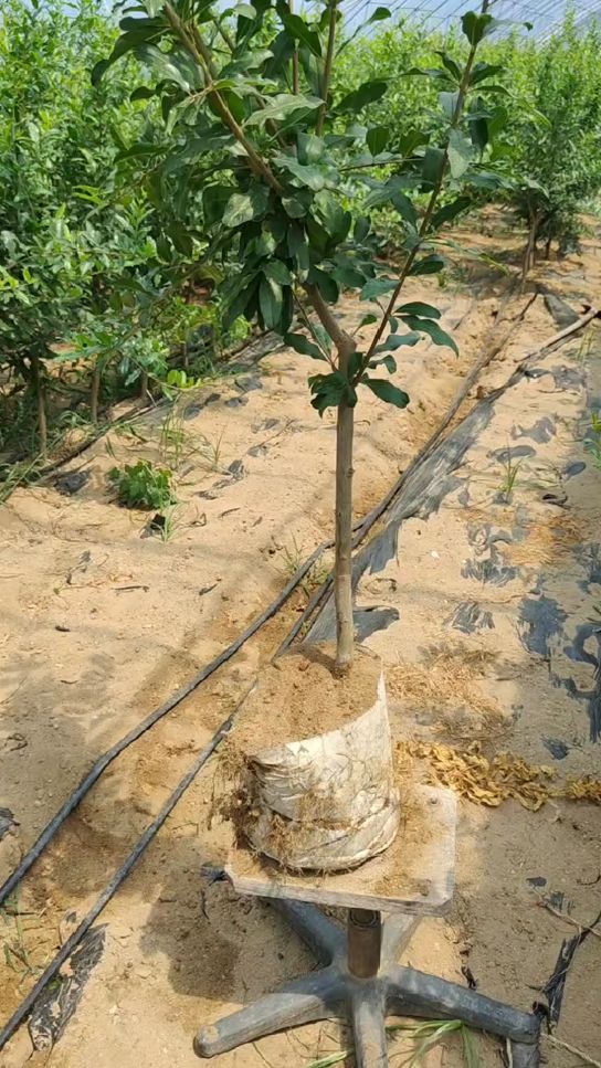 美植袋栽培的泰山红石榴树,原土原杯,四季可以移栽!