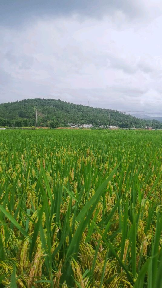 南方农村的稻田即将成熟,受到龙舟水的影响,今年将会大幅度减产