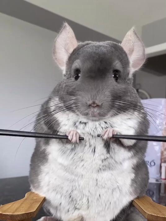 这就是传说中的毛丝鼠吗?太可爱了