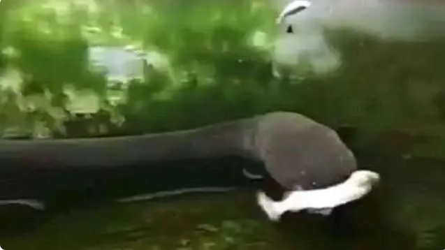 老外把食人鱼饿了10天之后,放一条电鳗进去,场面瞬间失控!