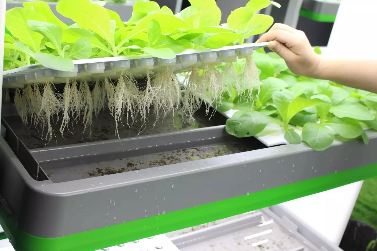 ai绿色新科技:家用无土栽培家庭智能种菜机