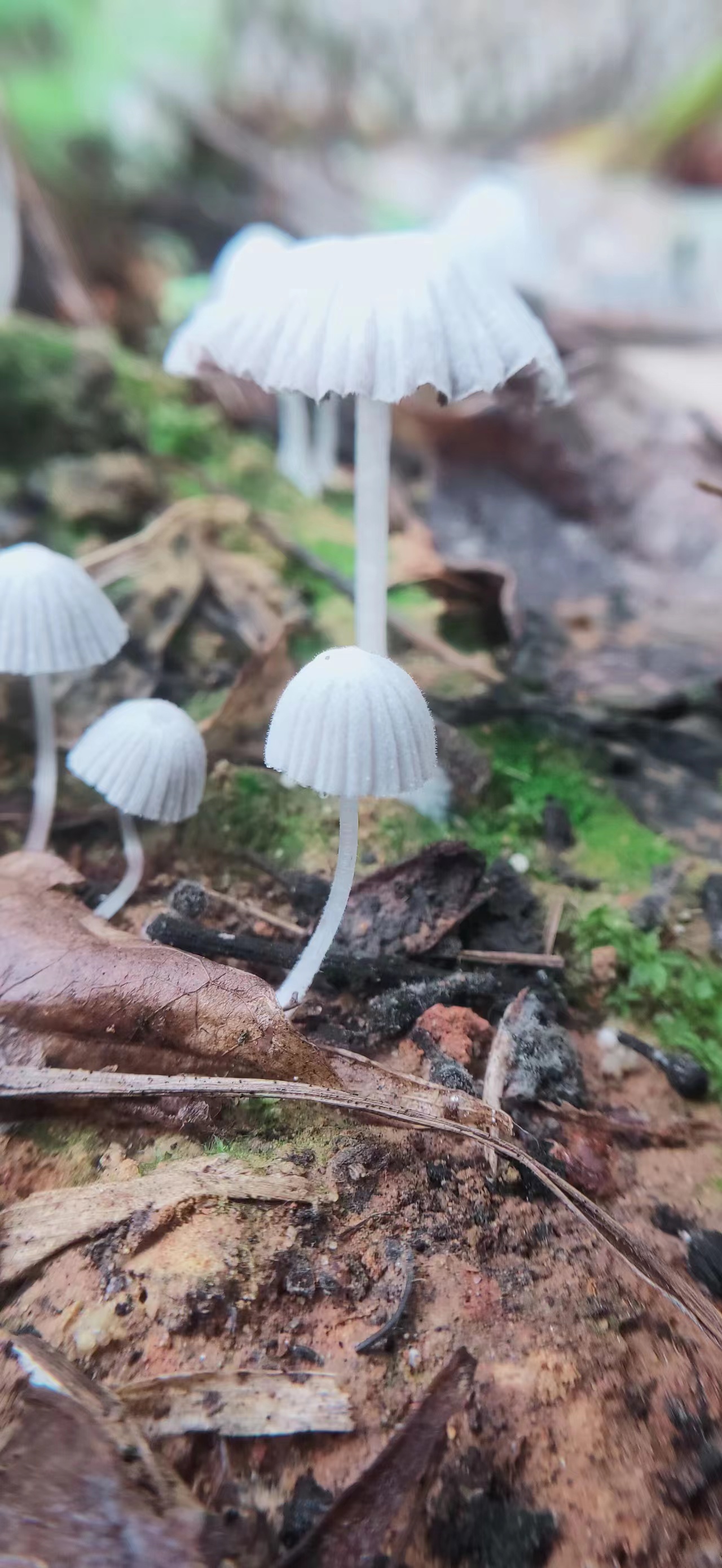 分享美图手机拍摄下的小蘑菇