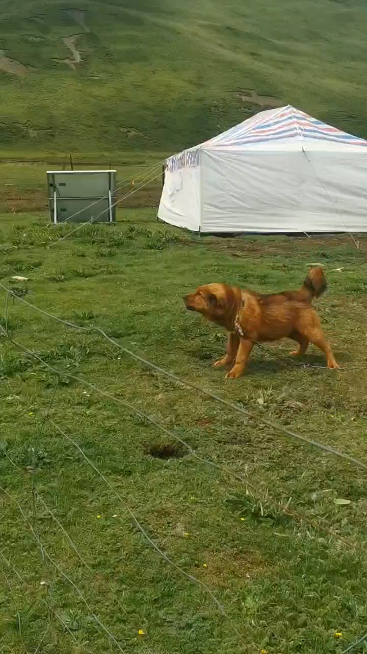 虎头藏獒,中国的神犬