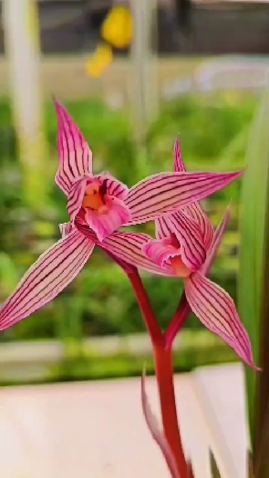 春剑水晶红素,最基础也是性价比比较高的春剑红素品种之一