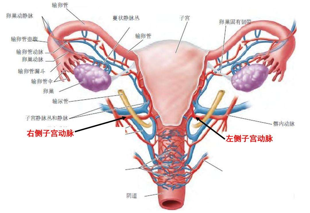 子宫切除对女性有什么影响?有什么好处什么坏处?