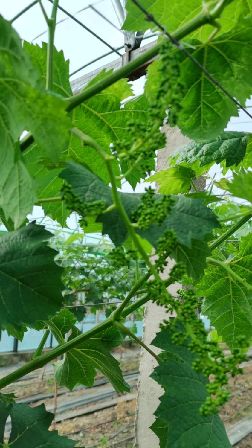 立夏我们的葡萄刚开始出花