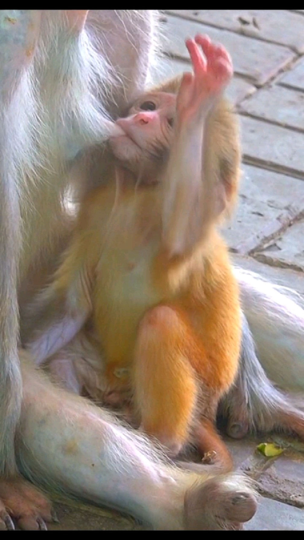 小猴吃奶图片