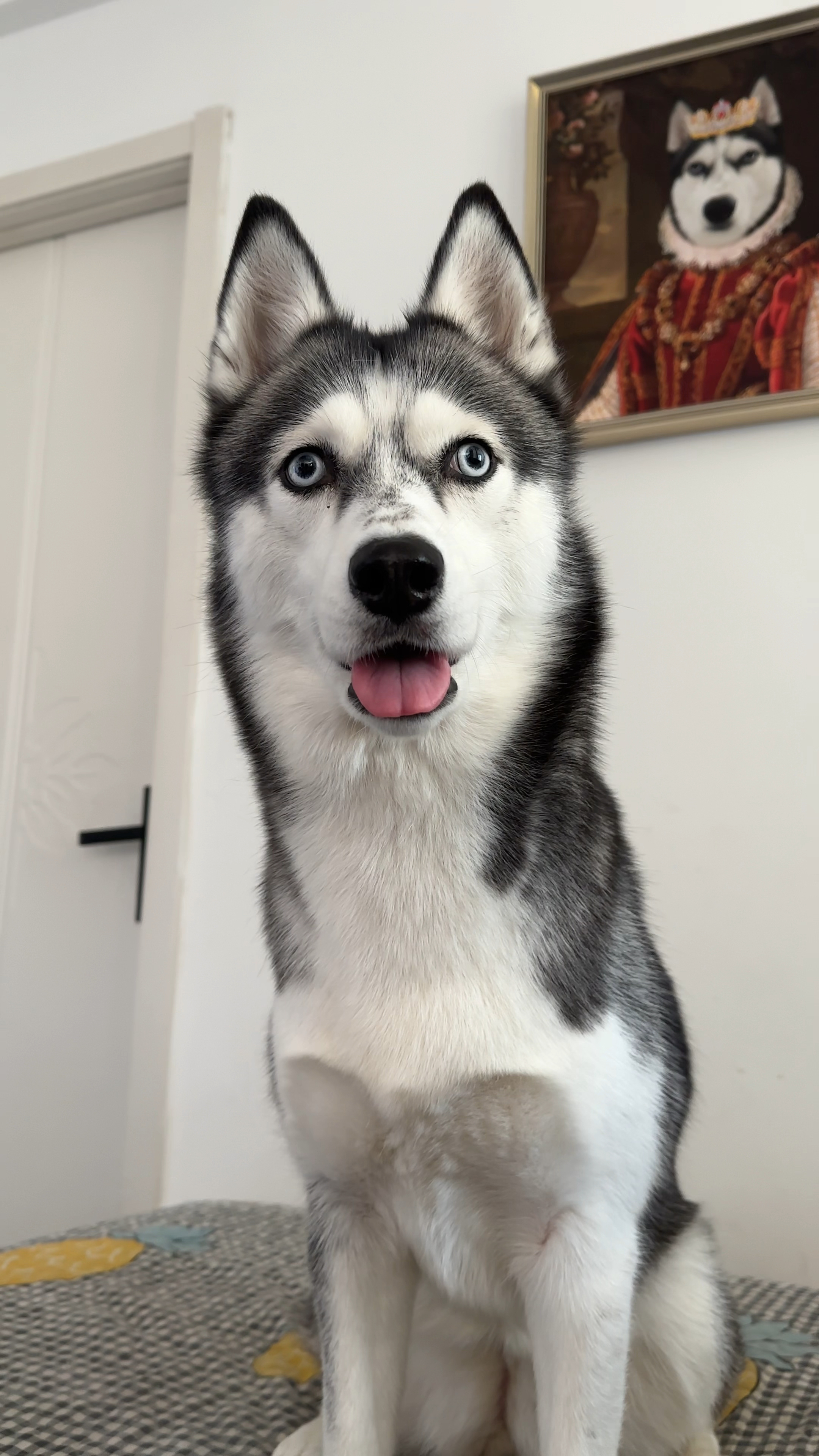 如果你喜欢小狗,就要喜欢小狗的全部#哈士奇 #萌宠出道计划 #养狗的