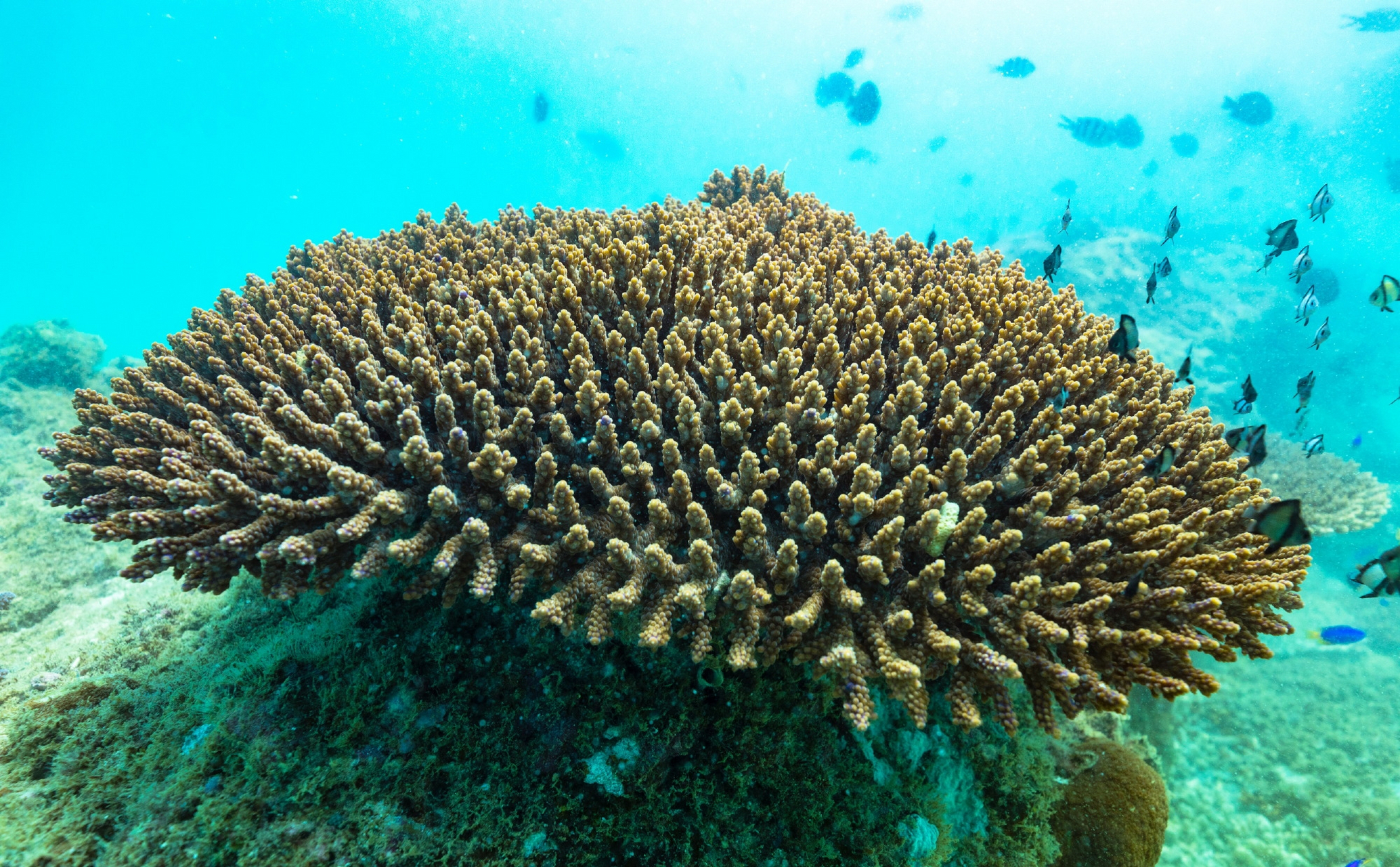 三亚【海底珊瑚】色彩斑斓,形状各异的珊瑚群中,鱼儿自由自在地穿梭