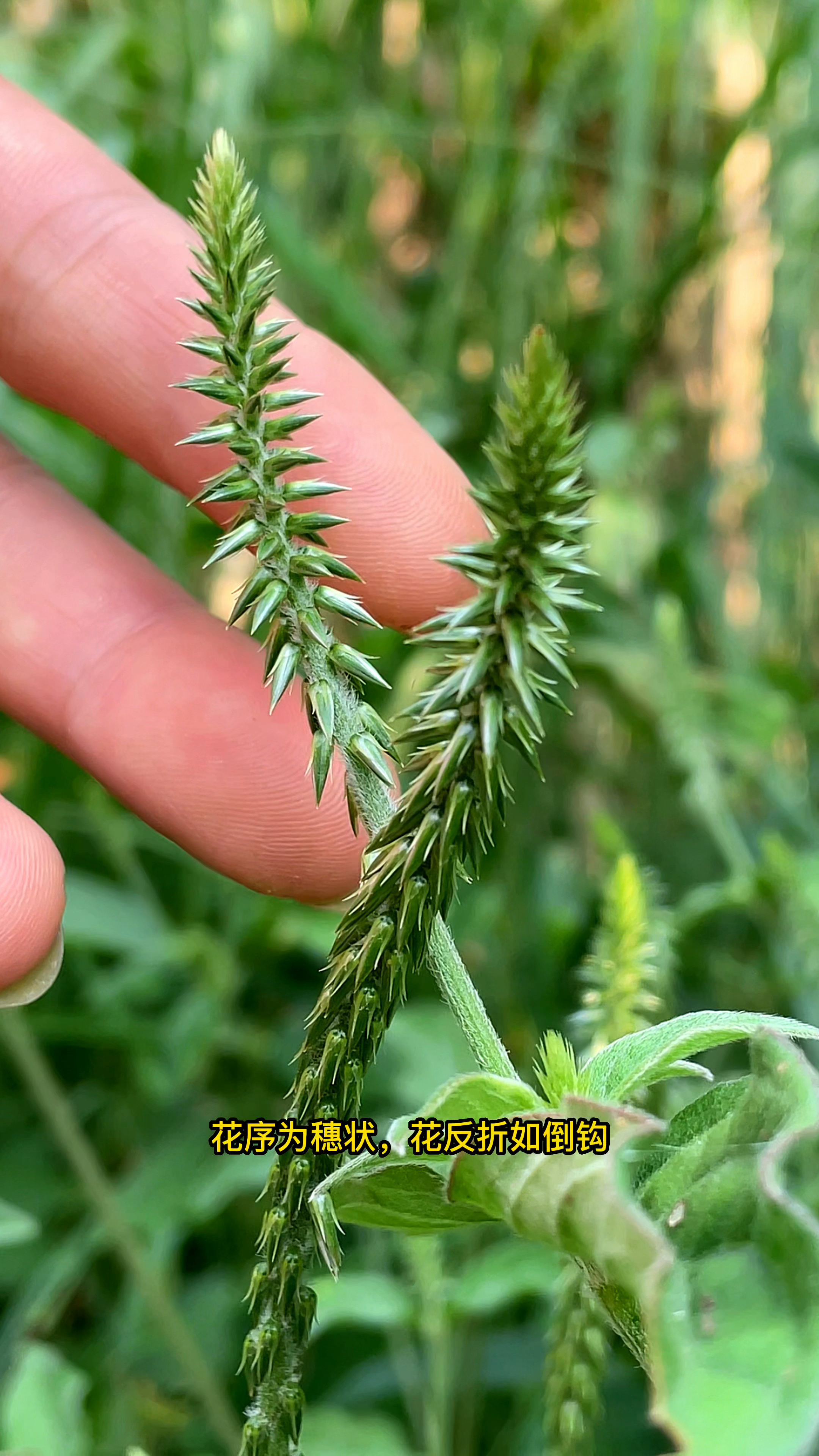 农村常见的植物,它叫土牛膝,老农遇见会采一些
