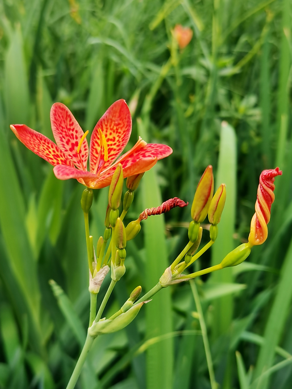 射干(yè gàn)是鸢尾科射干属多年生草本植物.