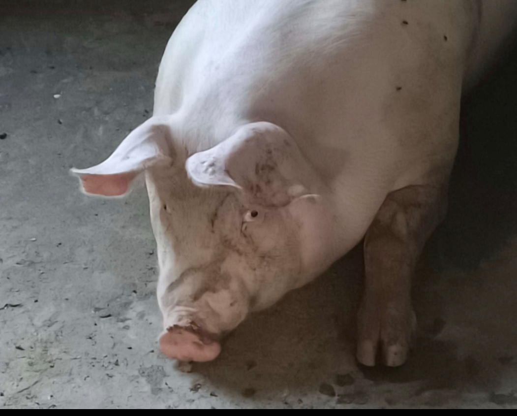 各位,我这里有一头超级可爱的白色猪猪,它正躺在冰冷的混凝土地面上