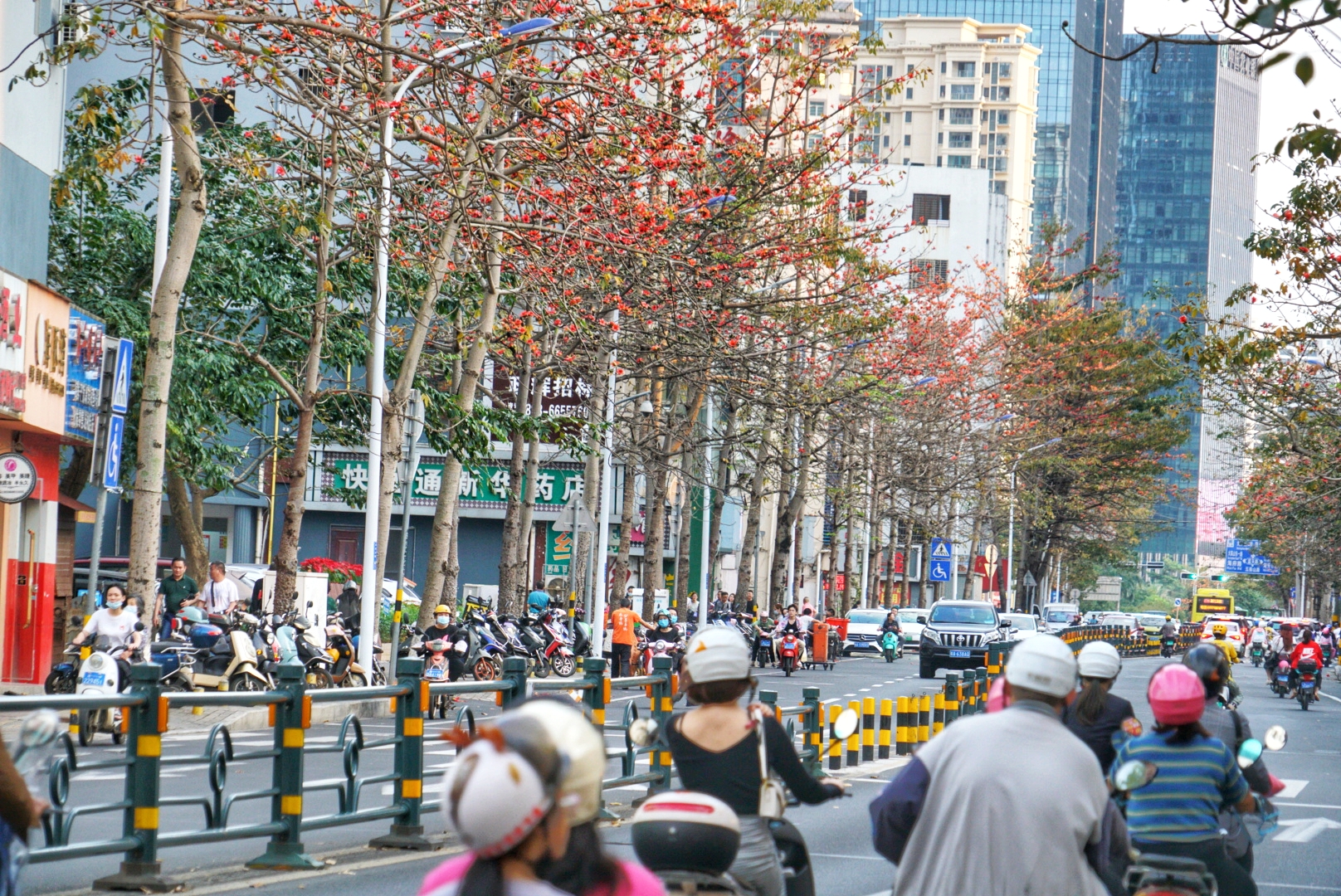 海口市五指山路木棉花开了
